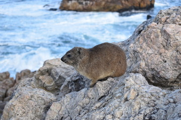 Beautiful beach in Hermanus with a cute dassie sitting on a rock in South Africa