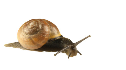 forest snail, Cepaea nemoralis on a white background