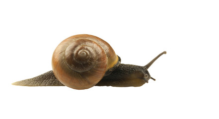 forest snail, Cepaea nemoralis on a white background