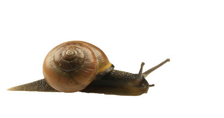 forest snail, Cepaea nemoralis on a white background