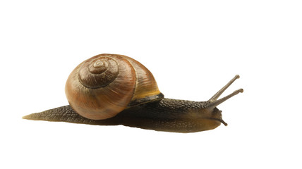 forest snail, Cepaea nemoralis on a white background