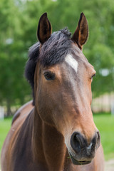 Obraz premium Chestnut horse head close portrait