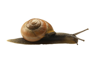forest snail, Cepaea nemoralis on a white background
