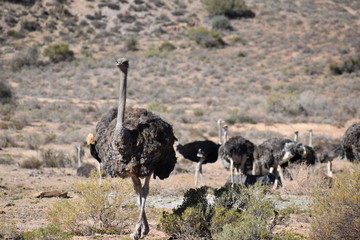 Beautiful big ostriches on a farm in Oudtshoorn, Little Karoo, in South Africa