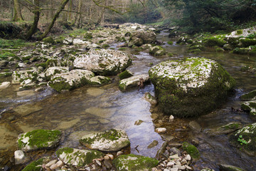 stream in the rainforest