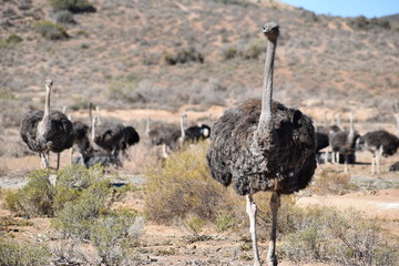 Naklejka premium Beautiful big ostriches on a farm in Oudtshoorn, Little Karoo, in South Africa