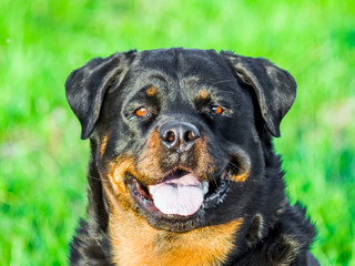 Rottweiler Dog Portrait