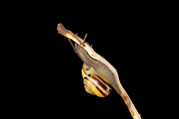 striped forest snail, Cepaea nemoralis sits on the branch