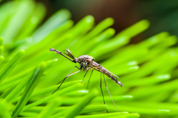 Yellow Fever, Malaria or Zika Virus Infected Mosquito Insect Macro on Green Fir Background