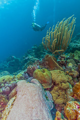 Fototapeta premium Caribbean coral reef