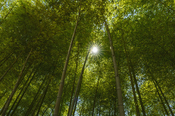 Fototapeta na wymiar An image of bright sunlight flowing down through the canopy of a bamboo grove in Tokyo, Japan