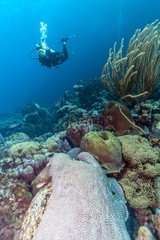 Fototapeta na wymiar Caribbean coral reef
