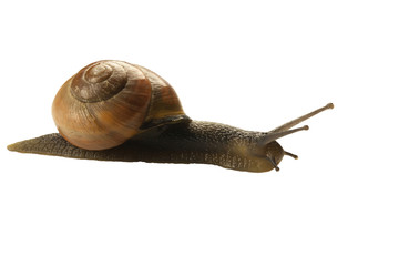 forest snail, Cepaea nemoralis on a white background