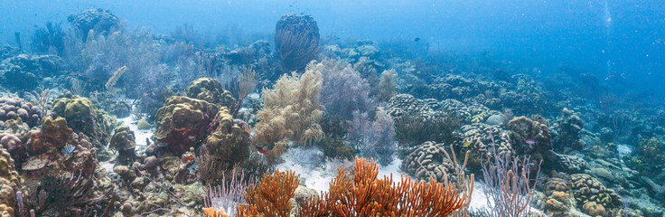 Caribbean coral reef