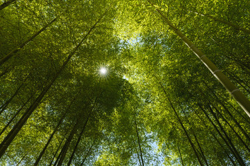 An image of bright sunlight flowing down through the canopy of a bamboo grove in Tokyo, Japan