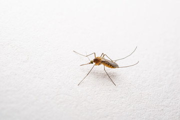 Yellow Fever, Malaria or Zika Virus Infected Mosquito Insect on White Wall