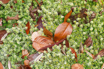 Dry leaf on green sphagnum moss background