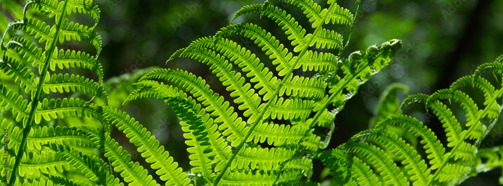 Wall mural banner spring bright green fern background