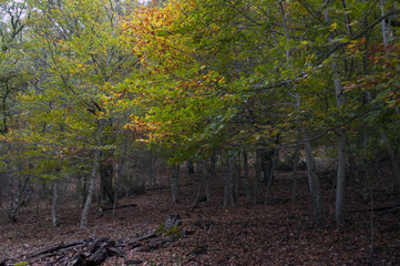 forest in autumn