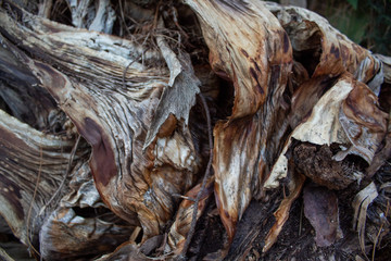 Texture of an old tree