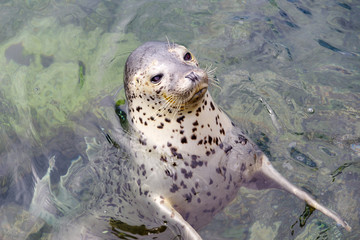 Close up of Spotted Seal face at Rishiri Island Hokkaido Japan.
