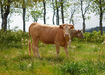 Ganado / Vacas Pastando en el Prado de un Bosque de Robles de la Sierra de San Vicente, Toledo, Castilla La Mancha, España