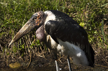Marabu (Leptoptilos crumenifer) portrait from the side