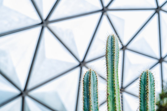 Close up of green  cactus in the Geodesic Dome Glasshouse, Nature abstract wallpaper background. Selective focus.