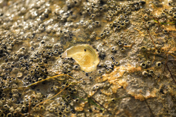 sea snails and seashells in sea water on stones