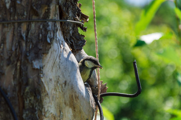 High quality close-up photography of the small titmouse nestling in the wild. Tree is polluted with...