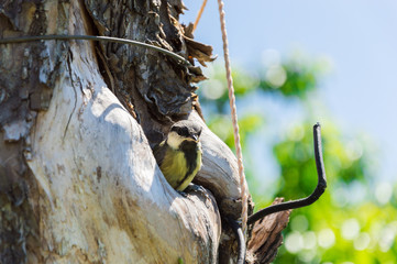 High quality close-up photography of the small titmouse nestling in the wild. Tree where the nest...