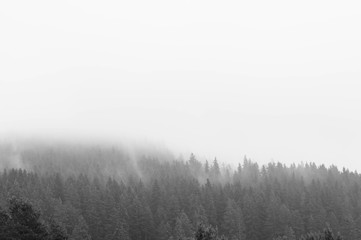 Monochrome image of pine woods after a heavy rainstorm in Transylvania, Romania.