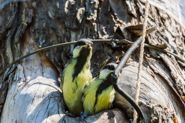 Close-up photography of the two small fledgelings in the wild. Tree where the nest is being is...