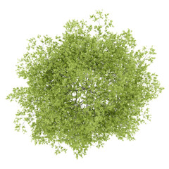 top view of peach tree isolated on white background