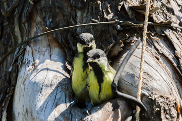 Small birds are prepearing to their first flight. Tree where the nest is placed is polluted with...