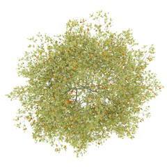 top view of peach tree with peaches isolated on white background