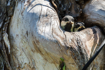 Close-up view of the two small titmouse fledgelings looking out from the hollow. Environment...