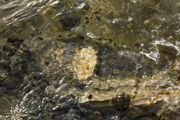 sea snails and seashells in sea water on stones