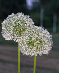 Macro photos summer flowers