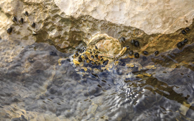 sea snails and seashells in sea water on stones