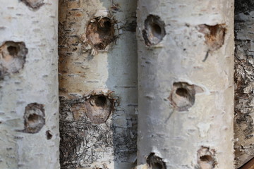 Detailaufnahme von einem Einflugloch für Bienen in einem Insektenhotel aus Birkenholz