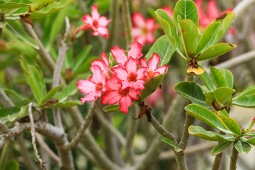 beautiful pink blossoming flowers with green leaves