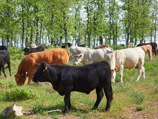 Ganado / Grupo de Vacas y Toros Pastando en un Bosque de Robles de la Sierra de San Vicente, Toledo, Castilla La Mancha, España