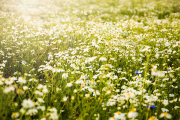 Fototapeta premium Summer country landscape with sunbeam. Nice summer outdoor nature background with wild flowers.