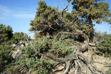 Big juniper