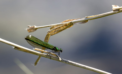 Damselfly