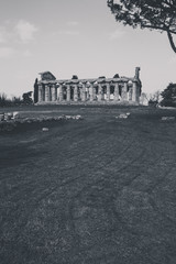 Archaeological remains of Paestum Salerno Italy