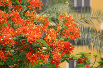 beautiful red blooming flowers delonix with green leaves