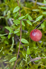 Vaccinium oxycoccos is a species of flowering plant in the heath family. It is known by the common names small cranberry, bog cranberry, swamp cranberry.