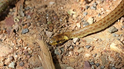 Junge Äskulapnatter (Zamenis longissimus)

